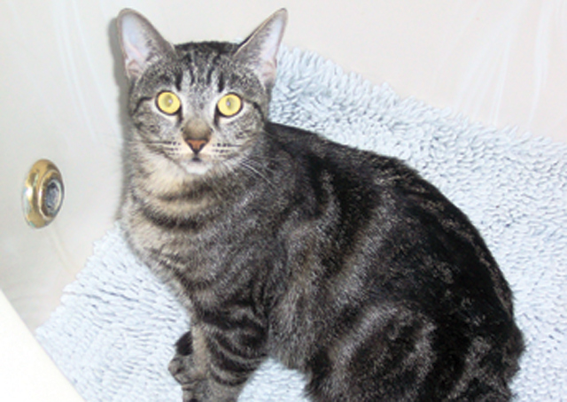 Pets of the Week (11/20)